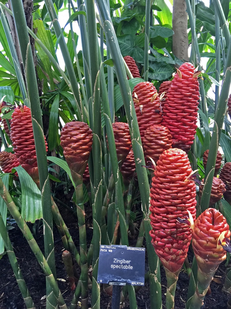 Beehive Ginger (Malaysia)