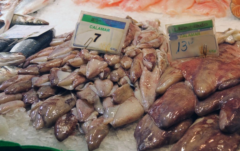 Squid