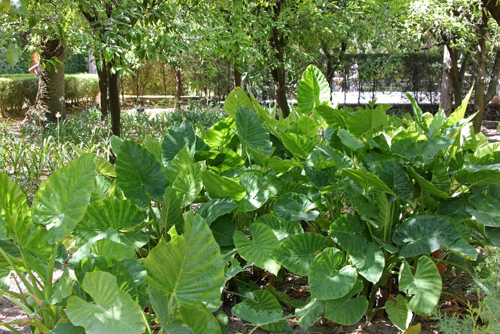 Poets' Garden